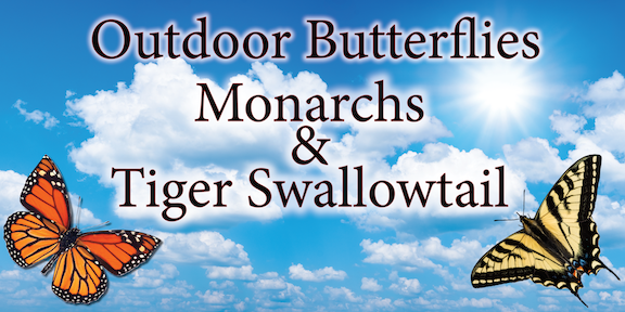 Outdoor Butterflies sale Monarchs and Tiger Swallowtail